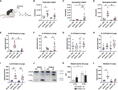 Neutrophils Affect IL-33 Processing in Response to the Respiratory Allergen Alternaria alternata